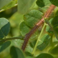 False Acacia